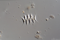 Scenedesmus