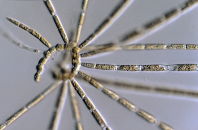 Stigeoclonium flagelliferum