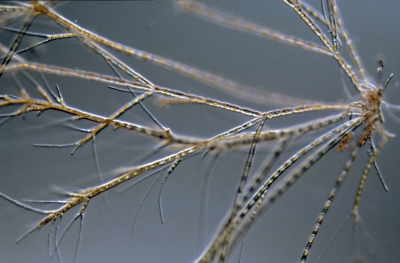 Stigeoclonium flagelliferum