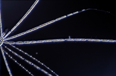 Stigeoclonium flagelliferum