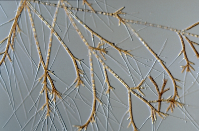 Stigeoclonium flagelliferum