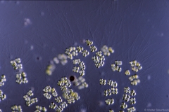 Tetraspora