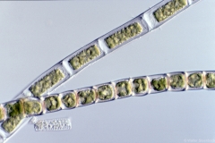 Ulothrix