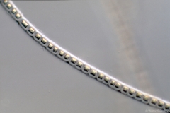 Urospora