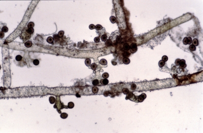 Vaucheria verticil lata