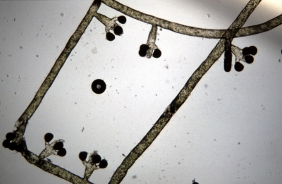 Vaucheria verticillata