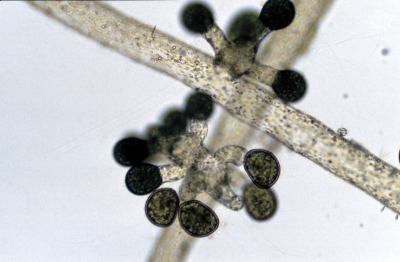 Vaucheria verticillata