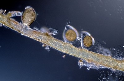 Vaucheria aversa