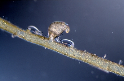 Vaucheria aversa