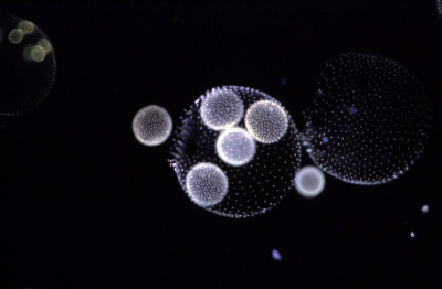 Volvox aureus