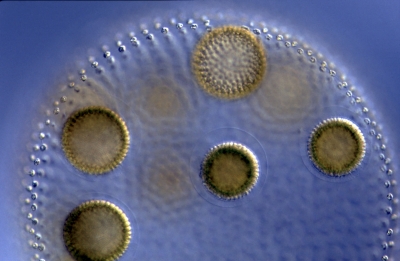 Volvox aureus