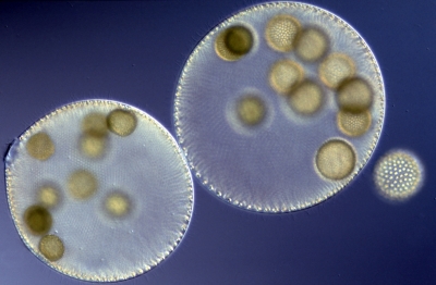 Volvox aureus