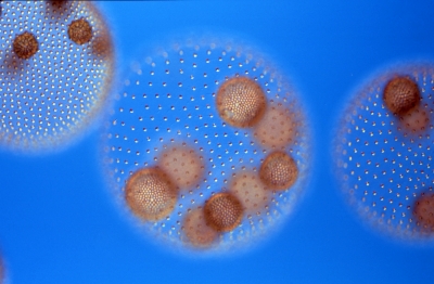 Volvox aureus