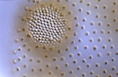 Volvox aureus