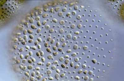 Volvox aureus