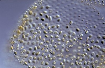 Volvox aureus