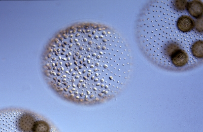 Volvox aureus