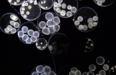 Volvox aureus