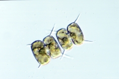 Arthrodesmus