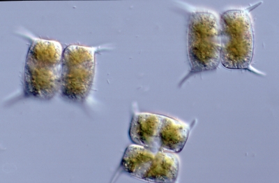 Arthrodesmus bulnheimii