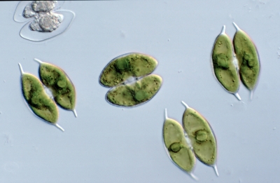 Arthrodesmus convergens
