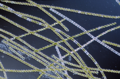Bambusina brebissonii