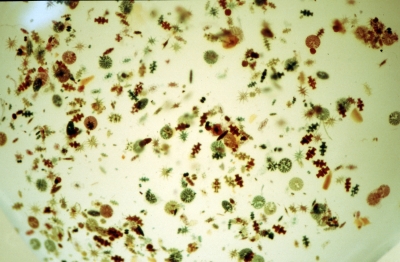 Bunte Mischung Bunte Mischung