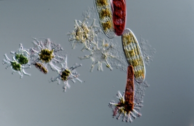 Bunte Mischung Bunte Mischung