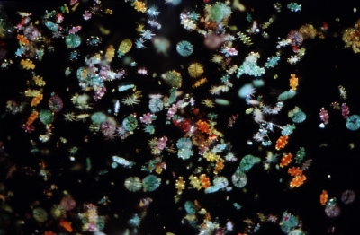 Bunte Mischung Bunte Mischung