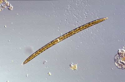 Closterium lineatum