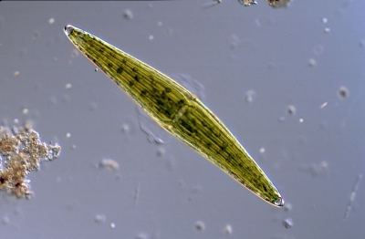 Closterium lunula