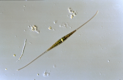 Closterium setaceum