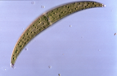 Closterium submoniliferum