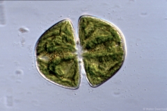 Cosmarium