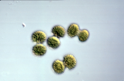 Cosmarium bisphaericum