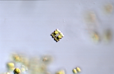 Cosmarium dilatatum