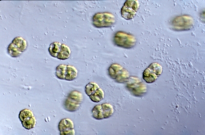Cosmarium impressulum