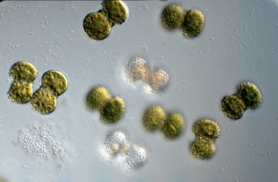Cosmarium isthmium