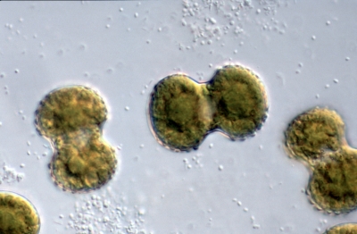Cosmarium isthmium
