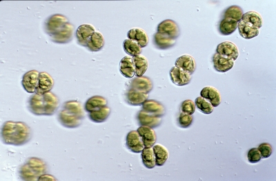 Cosmarium laeve