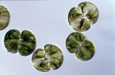 Cosmarium lundellii