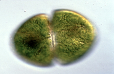 Cosmarium ovale