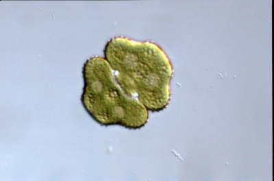 Cosmarium protractum