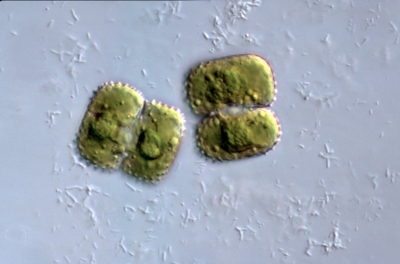 Cosmarium quadratum