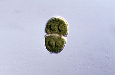 Cosmarium punctulatum