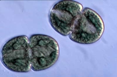 Cosmarium quadratum