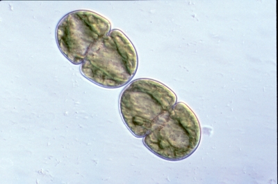 Cosmarium quadratum