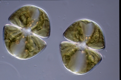 Cosmarium ralfsii