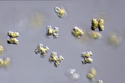 Cosmarium regnellii
