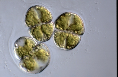 Cosmarium subochthodes